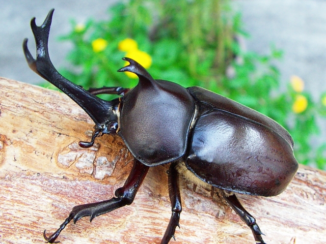 カブトムシ差し上げます。